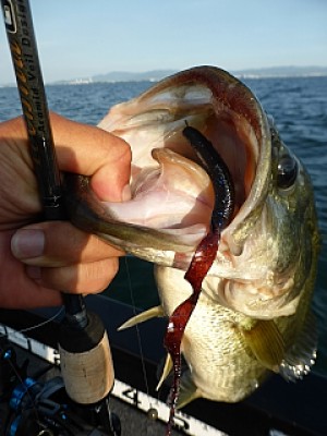 truth news ブログ写真 2013/07/10