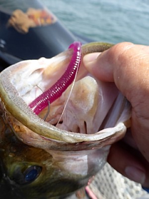 truth news ブログ写真 2013/07/10