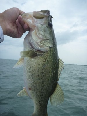 truth news ブログ写真 2013/07/13