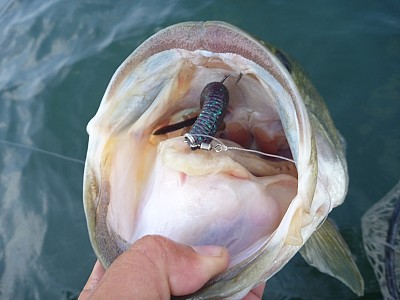 truth news ブログ写真 2013/07/25