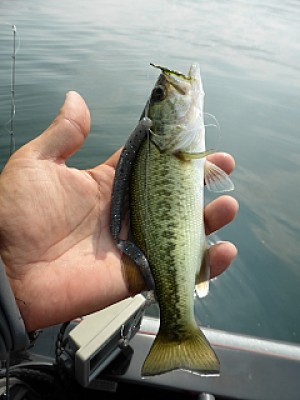 truth news ブログ写真 2013/08/07