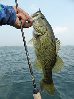 truth news ブログ写真 2013/08/10