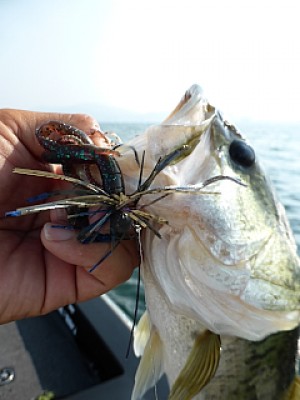 truth news ブログ写真 2013/08/12