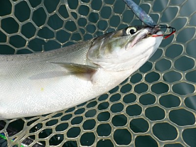 truth news ブログ写真 2013/08/15