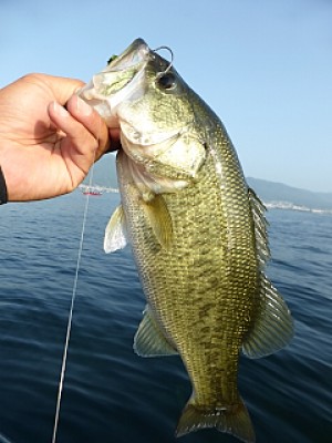 truth news ブログ写真 2013/08/15