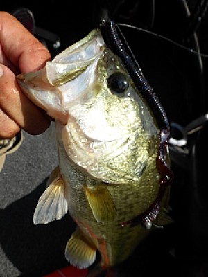 truth news ブログ写真 2013/08/15