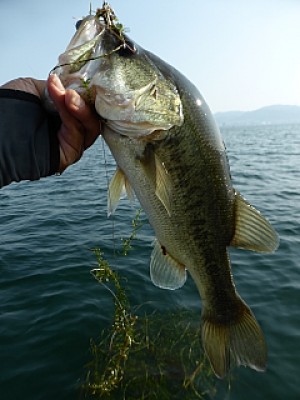 truth news ブログ写真 2013/08/15