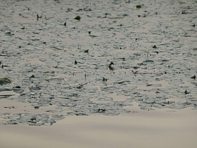 truth news ブログ写真 2013/08/17