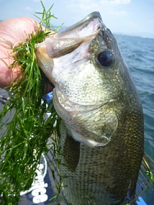 truth news ブログ写真 2013/08/29