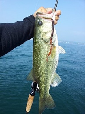 truth news ブログ写真 2013/09/13