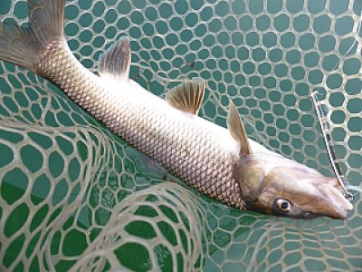 truth news ブログ写真 2013/11/02