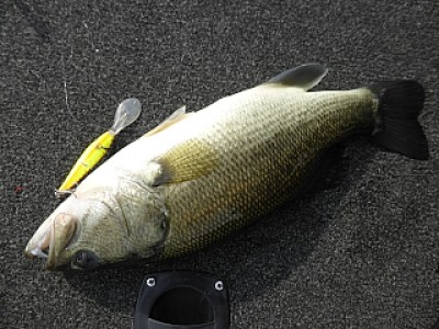 truth news ブログ写真 2013/11/10