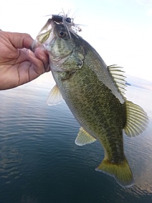 truth news ブログ写真 2013/11/15