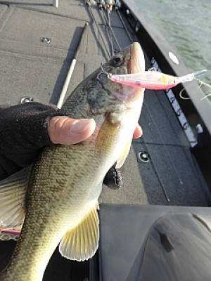 truth news ブログ写真 2013/11/19