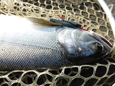 truth news ブログ写真 2013/12/02