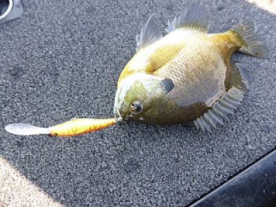 truth news ブログ写真 2013/12/03