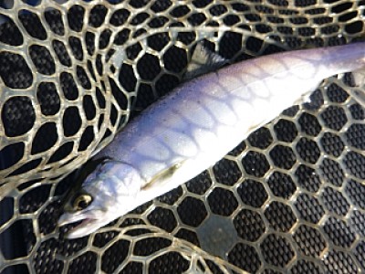 truth news ブログ写真 2013/12/08