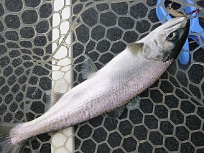 truth news ブログ写真 2013/12/19