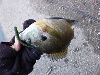 truth news ブログ写真 2013/12/20