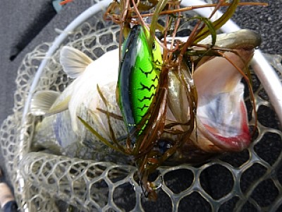 truth news ブログ写真 2014/04/05