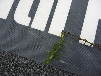 truth news ブログ写真 2014/04/20