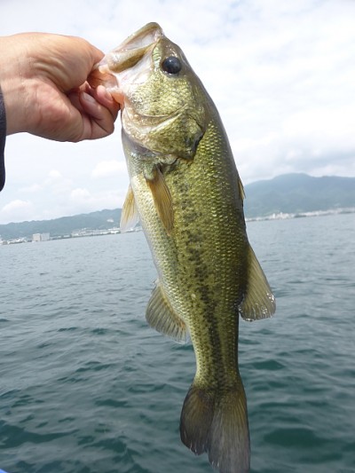 truth news ブログ写真 2014/06/09