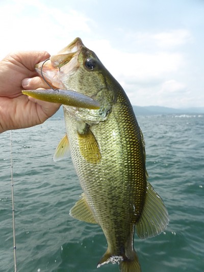 truth news ブログ写真 2014/06/09