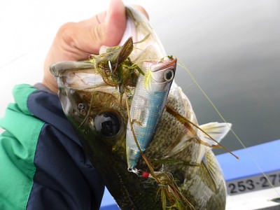 truth news ブログ写真 2014/06/17