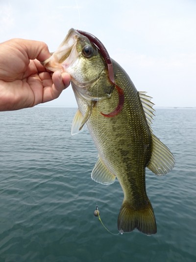 truth news ブログ写真 2014/06/20