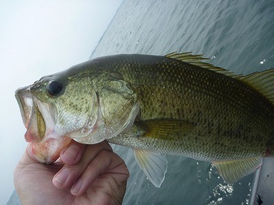 truth news ブログ写真 2014/06/21