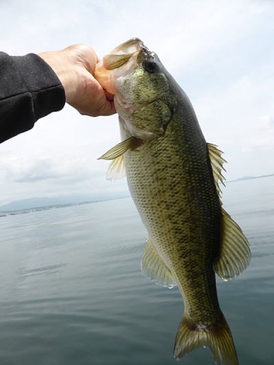 truth news ブログ写真 2014/06/23