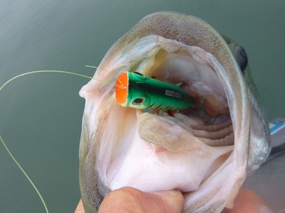 truth news ブログ写真 2014/07/03