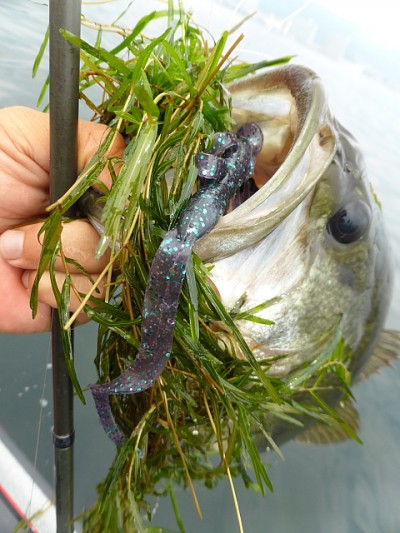 truth news ブログ写真 2014/07/18