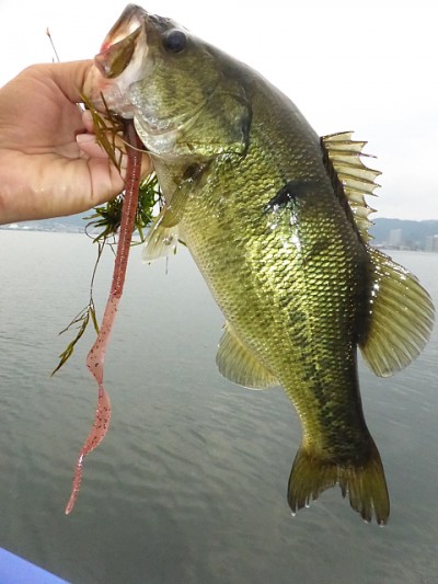 truth news ブログ写真 2014/08/02