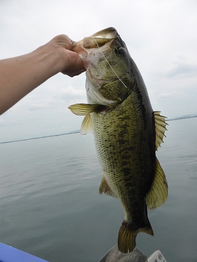 truth news ブログ写真 2014/08/02