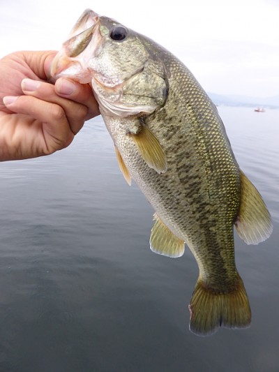 truth news ブログ写真 2014/08/03