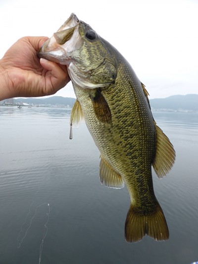 truth news ブログ写真 2014/08/03