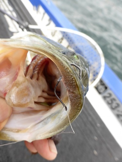 truth news ブログ写真 2014/08/08