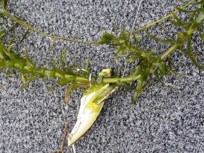 truth news ブログ写真 2015/03/05