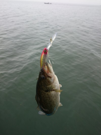 truth truth_news ブログ写真 2015/03/19