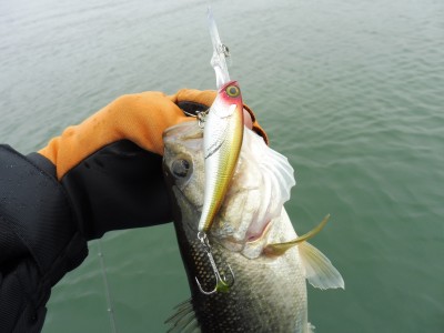 truth truth_news ブログ写真 2015/03/25