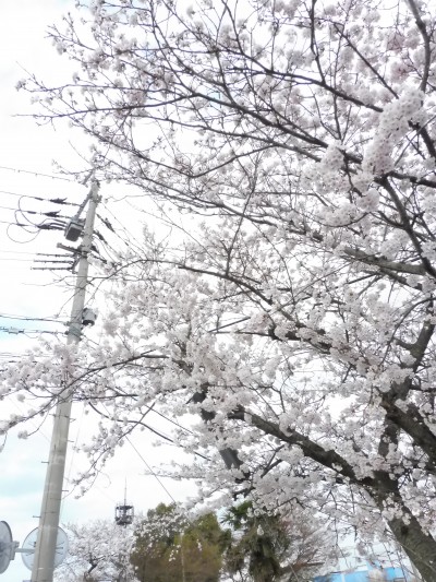 truth truth_news ブログ写真 2015/04/02