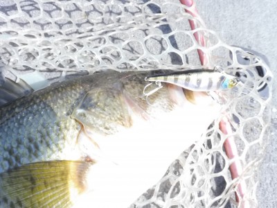 truth truth_news ブログ写真 2015/04/02