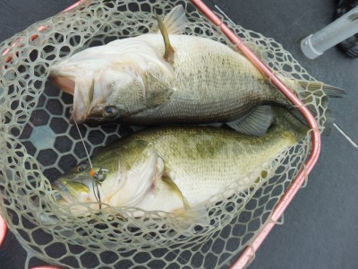 truth truth_news ブログ写真 2015/04/03