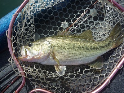 truth truth_news ブログ写真 2015/04/04