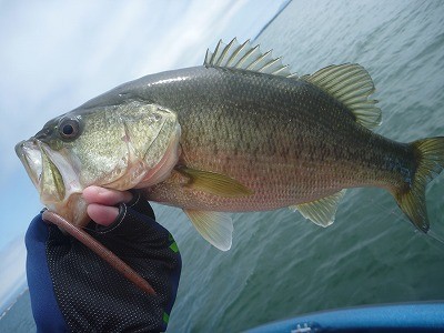 truth truth_news ブログ写真 2015/04/04