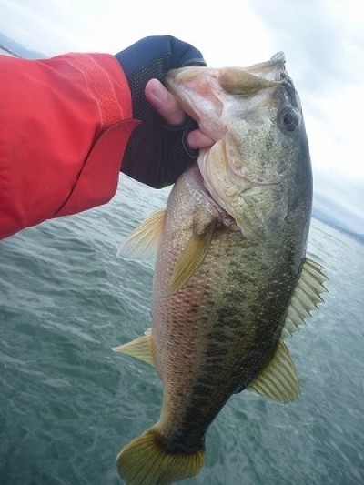 truth truth_news ブログ写真 2015/04/04