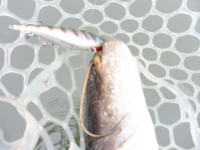 truth truth_news ブログ写真 2015/04/06