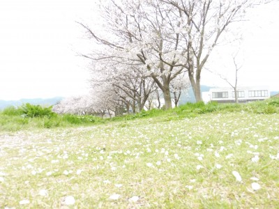 truth truth_news ブログ写真 2015/04/07