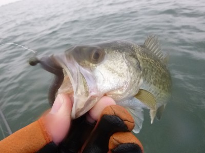 truth truth_news ブログ写真 2015/04/10